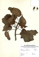 藏品(繖楊)的圖片